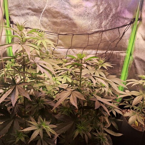 Amnésia  growlog timeline photo