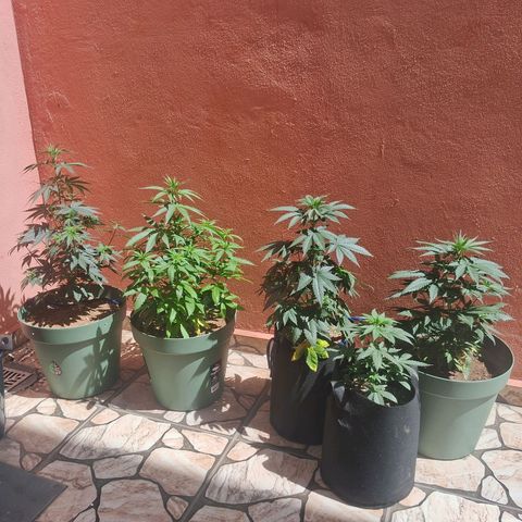 Amnésia  growlog timeline photo