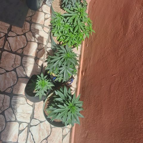 Amnésia  growlog timeline photo