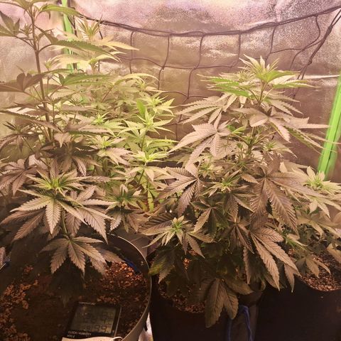 Amnésia  growlog timeline photo