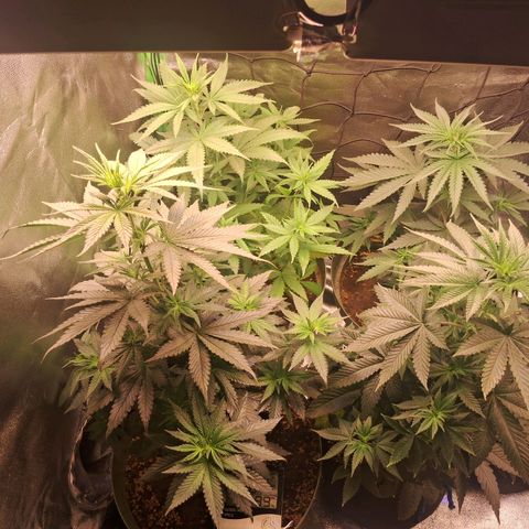 Amnésia  growlog timeline photo