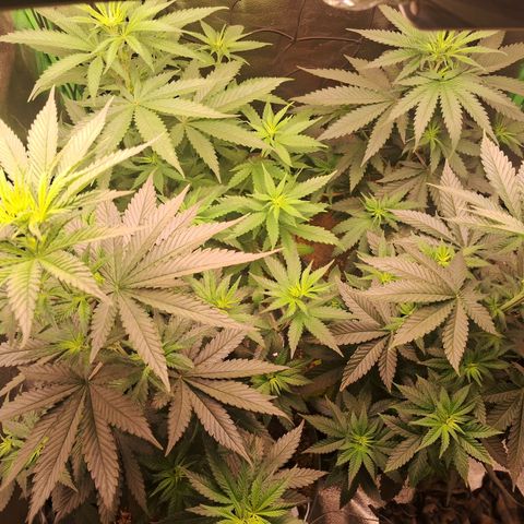 Amnésia  growlog timeline photo