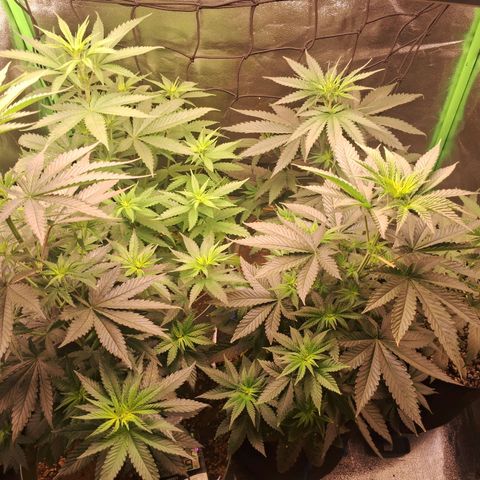 Amnésia  growlog timeline photo