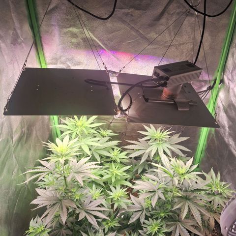 Amnésia  growlog timeline photo