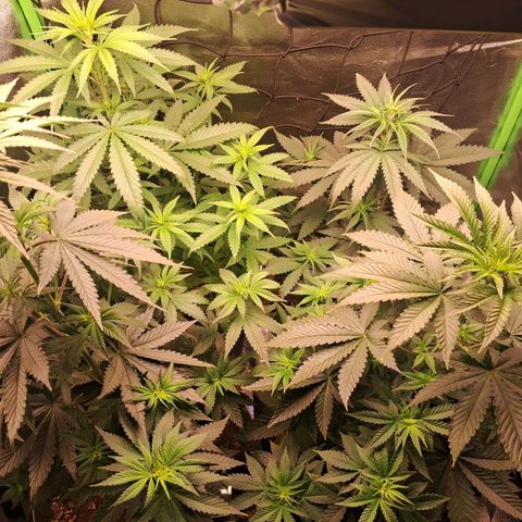Amnésia  growlog timeline photo