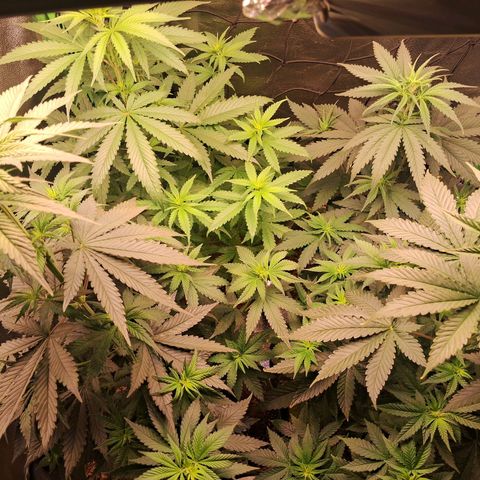 Amnésia  growlog timeline photo