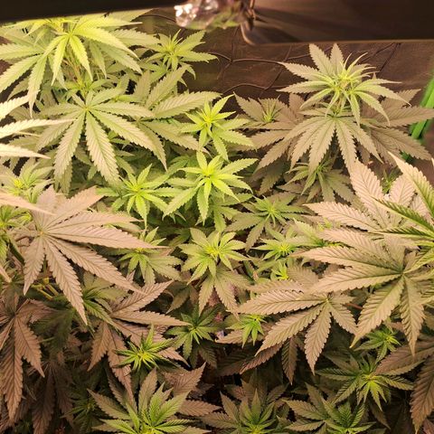 Amnésia  growlog timeline photo