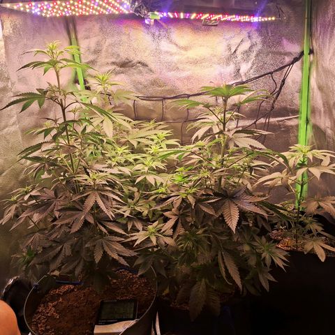 Amnésia  growlog timeline photo