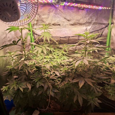 Amnésia  growlog timeline photo