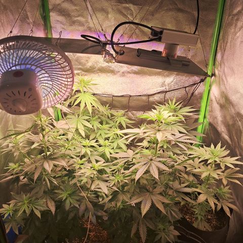 Amnésia  growlog timeline photo