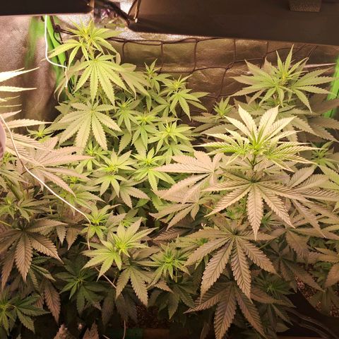 Amnésia  growlog timeline photo