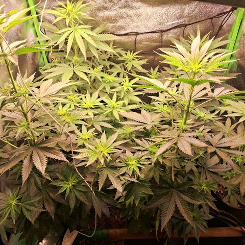 Amnésia  growlog timeline photo