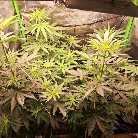 Amnésia  growlog timeline photo