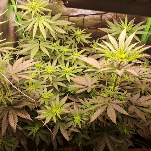 Amnésia  growlog timeline photo