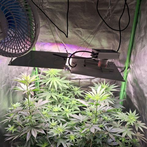Amnésia  growlog timeline photo