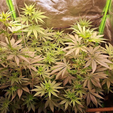Amnésia  growlog timeline photo