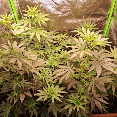 Amnésia  growlog timeline photo