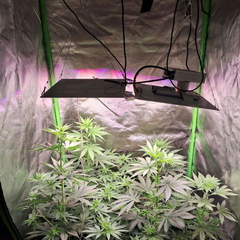 Amnésia  growlog timeline photo