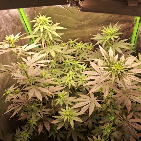 Amnésia  growlog timeline photo