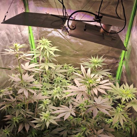 Amnésia  growlog timeline photo