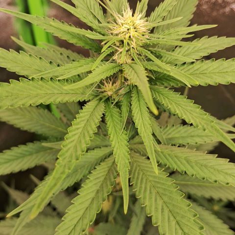 Amnésia  growlog timeline photo