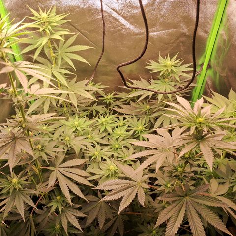 Amnésia  growlog timeline photo