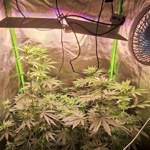 Amnésia  growlog timeline photo
