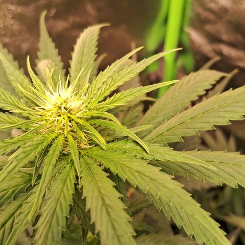 Amnésia  growlog timeline photo