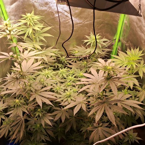 Amnésia  growlog timeline photo