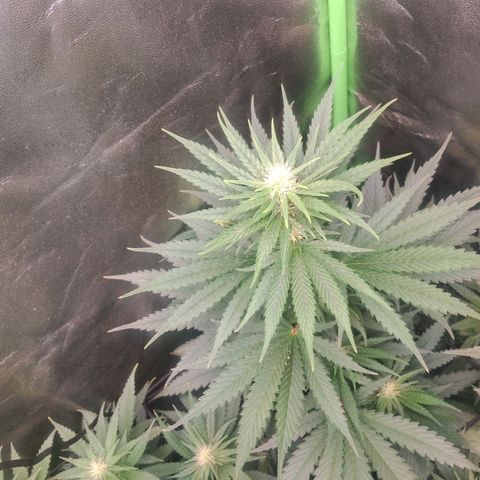Amnésia  growlog timeline photo