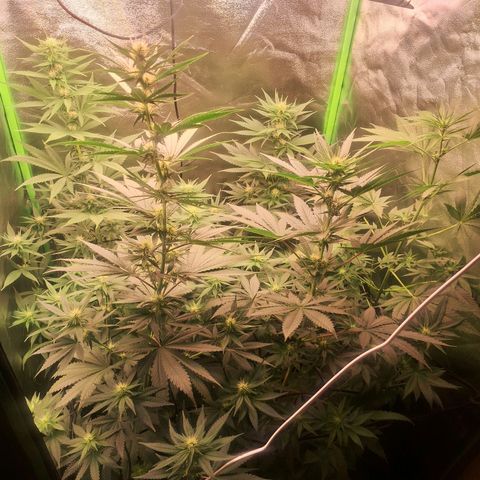 Amnésia  growlog timeline photo