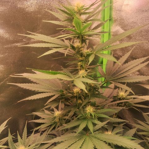 Amnésia  growlog timeline photo