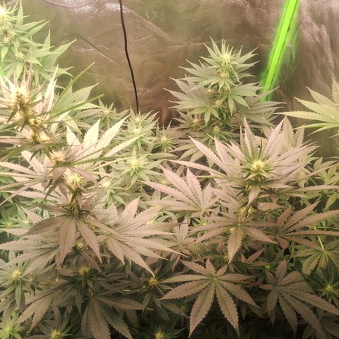 Amnésia  growlog timeline photo
