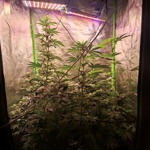 Amnésia  growlog timeline photo