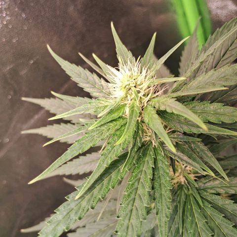 Amnésia  growlog timeline photo