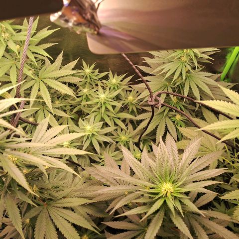Amnésia  growlog timeline photo