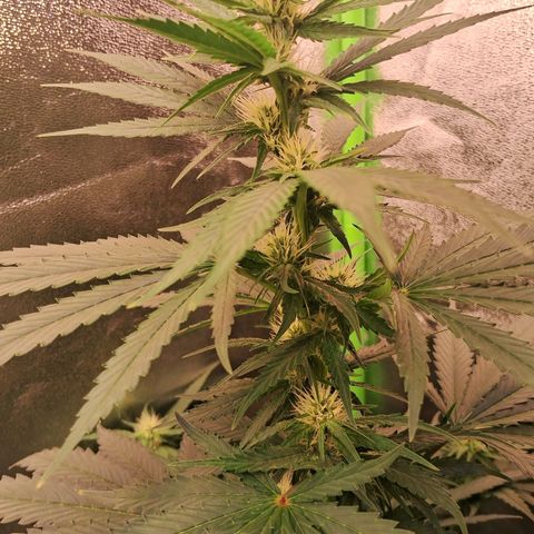 Amnésia  growlog timeline photo