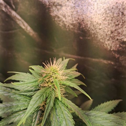 Amnésia  growlog timeline photo