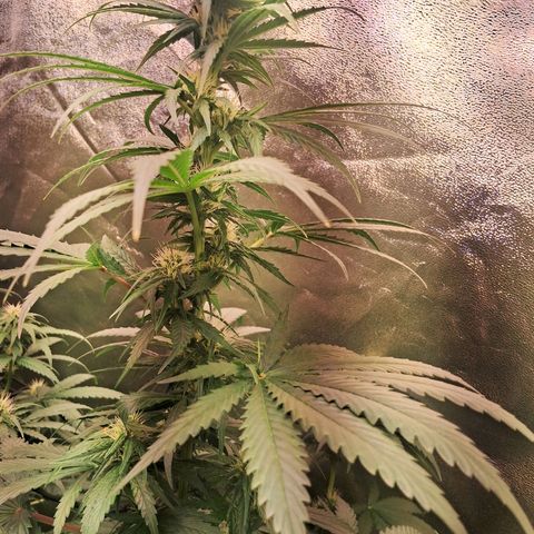 Amnésia  growlog timeline photo