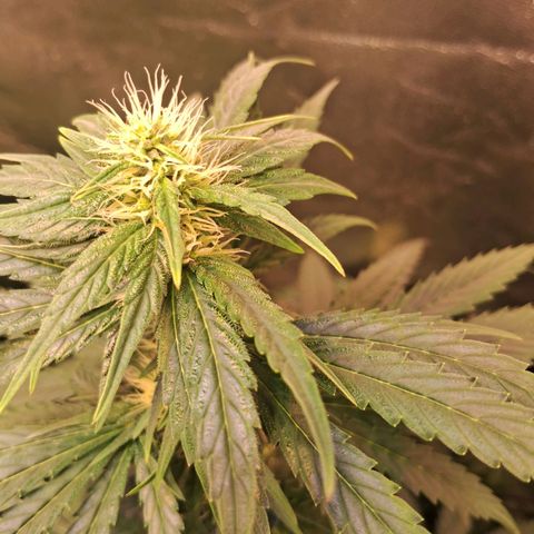 Amnésia  growlog timeline photo