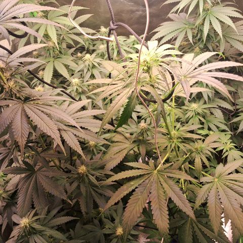 Amnésia  growlog timeline photo
