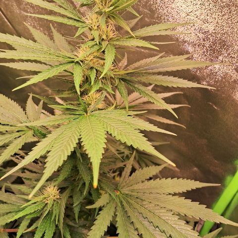 Amnésia  growlog timeline photo