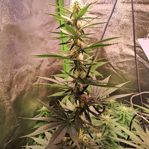Amnésia  growlog timeline photo