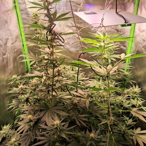 Amnésia  growlog timeline photo