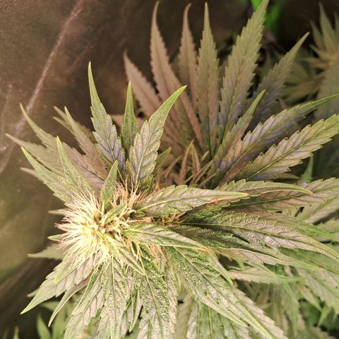 Amnésia  growlog timeline photo