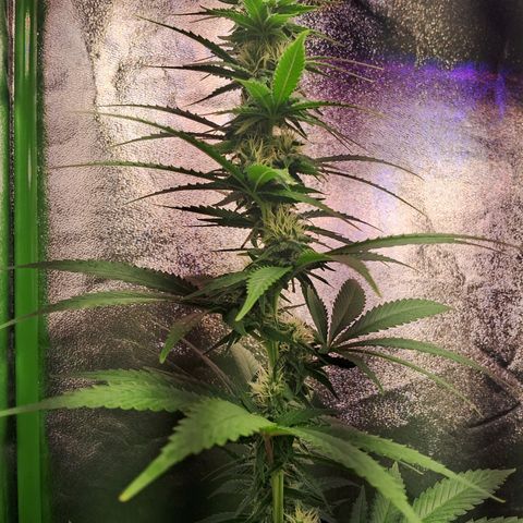 Amnésia  growlog timeline photo