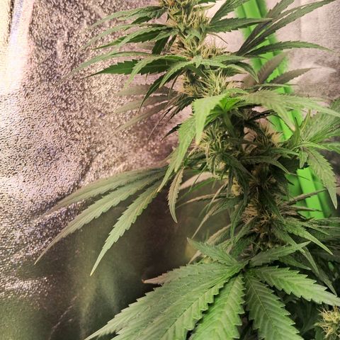 Amnésia  growlog timeline photo