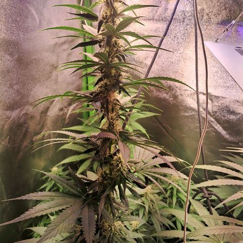 Amnésia  growlog timeline photo