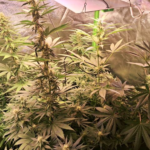 Amnésia  growlog timeline photo