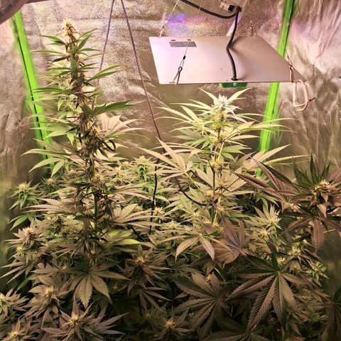 Amnésia  growlog timeline photo